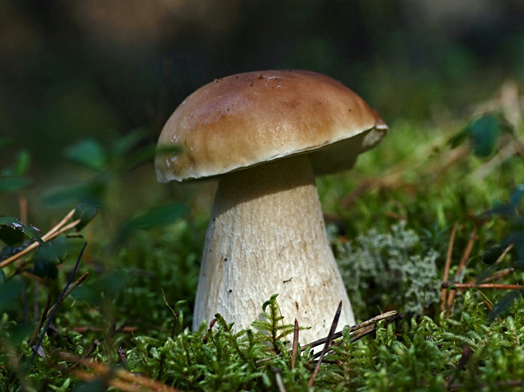 Представитель Семейства Boletaceae